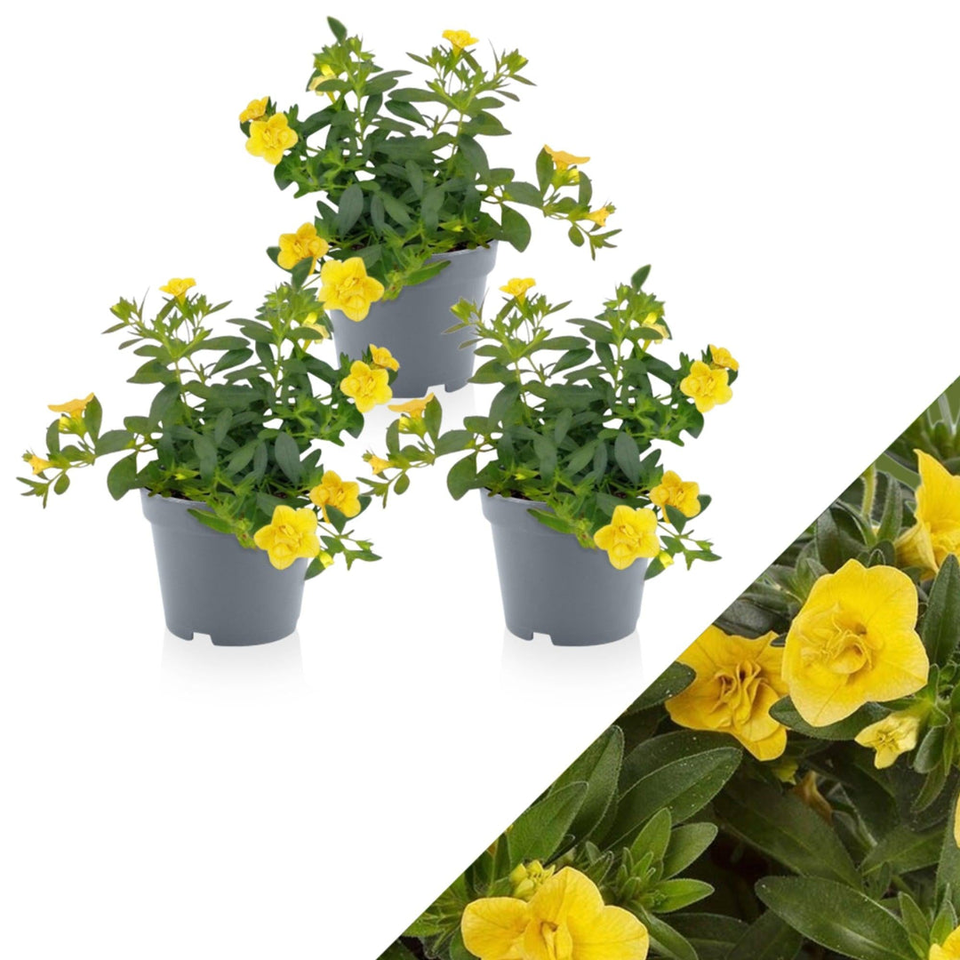 Zauberglöckchen (Calibrachoa Double Lemon Hybrida) - Nachhaltige Zimmerpflanzen kaufen Botanicly Foto 1