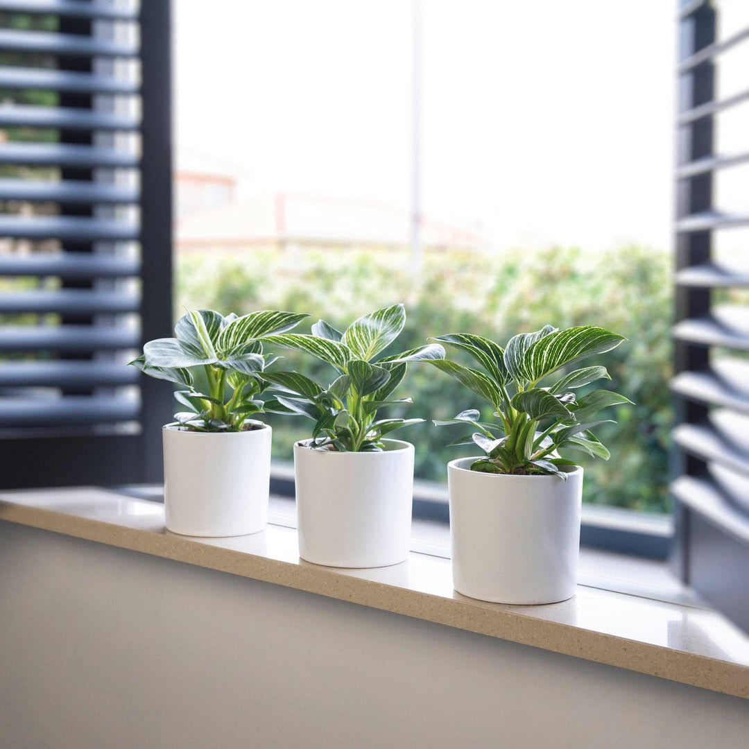 Baumfreund (Philodendron White Wave	) - Nachhaltige Zimmerpflanzen kaufen Botanicly Foto 3