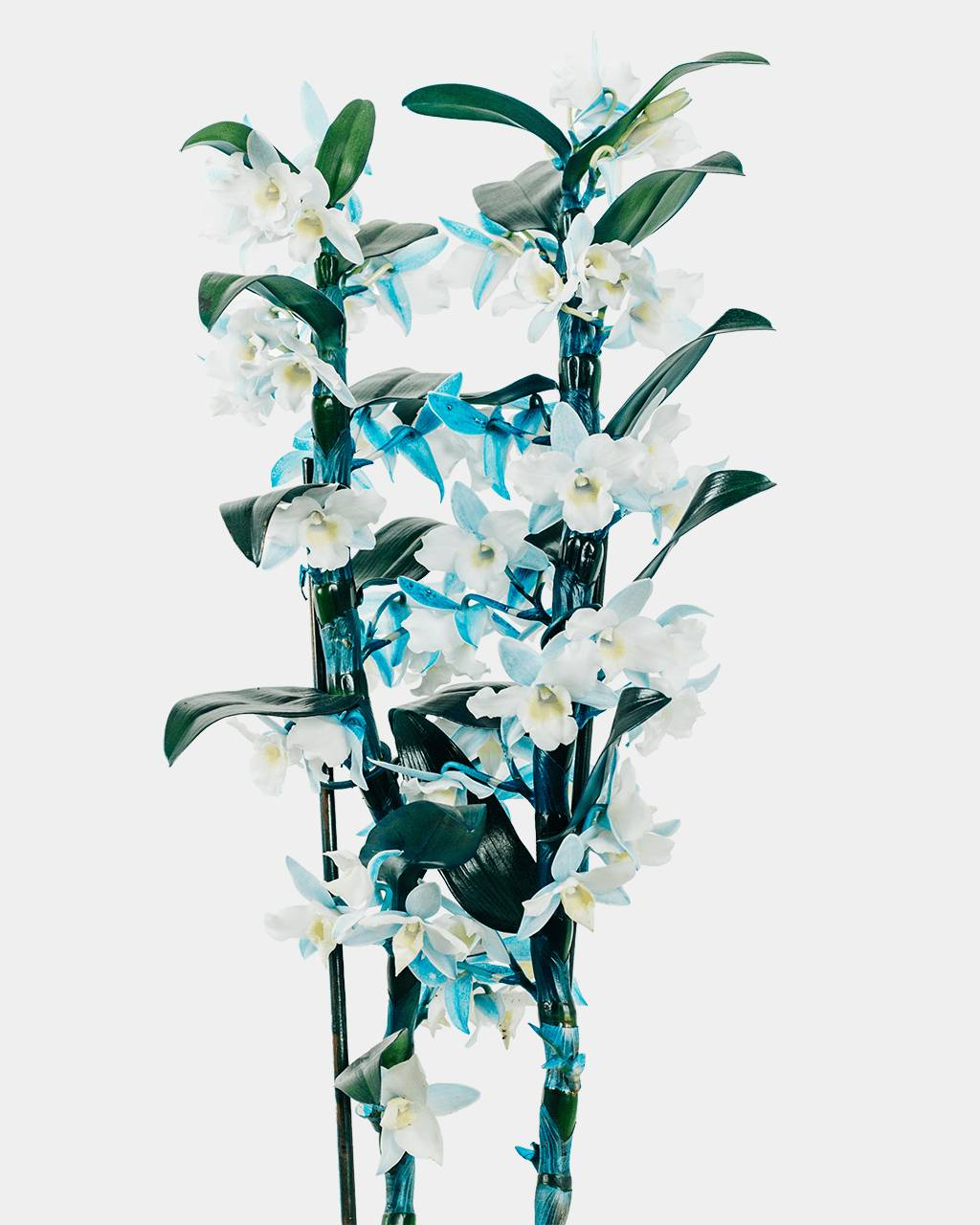 Balbette die Bambus Orchidee-FALSE-Botanicly