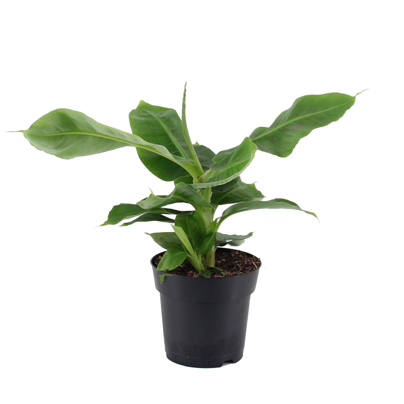 Bananenpflanze (Musa Oriental Dwarf) - Nachhaltige Zimmerpflanzen kaufen Botanicly Foto 2