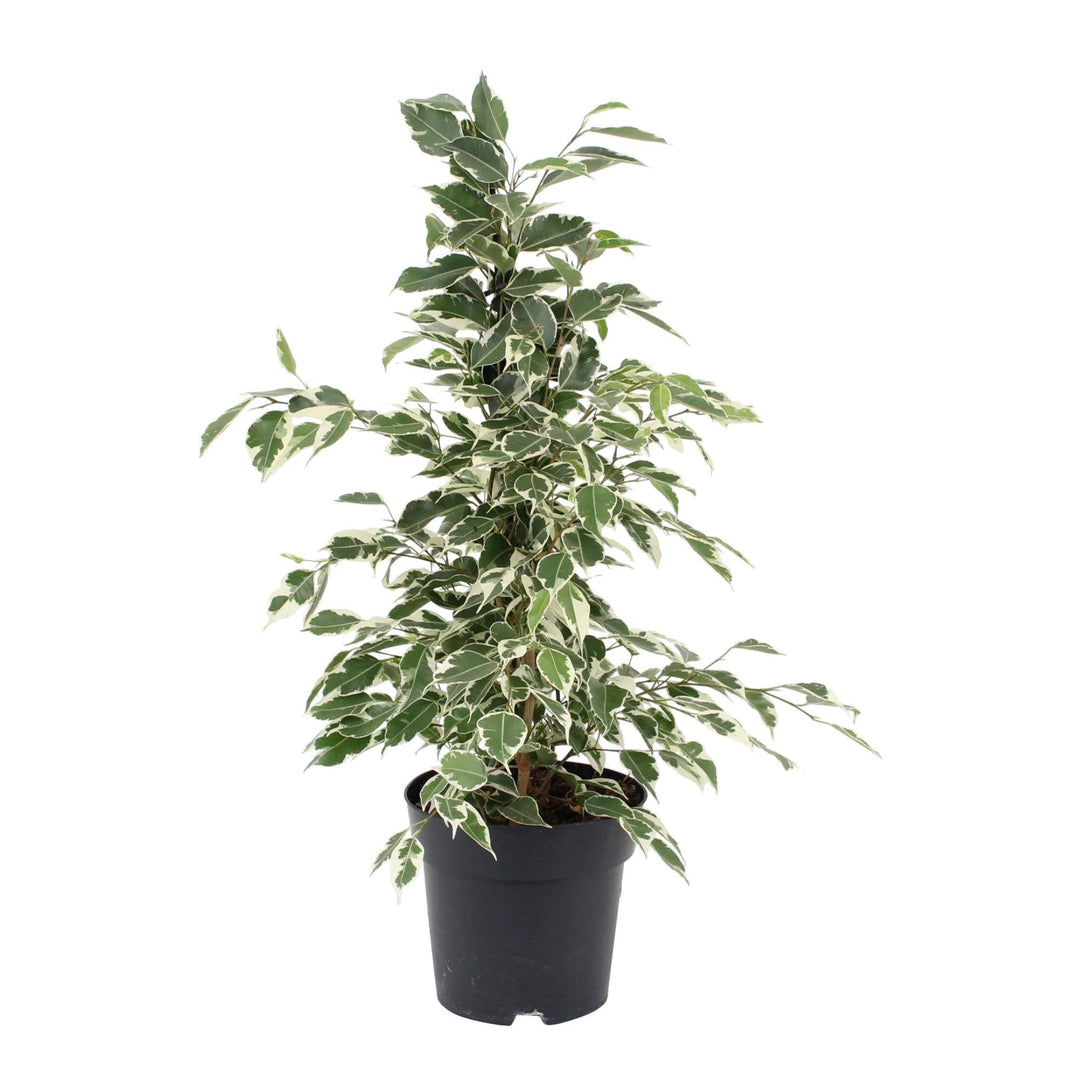 Birkenfeige (Ficus benjamina Twilight) - Nachhaltige Zimmerpflanzen kaufen Botanicly Foto 2