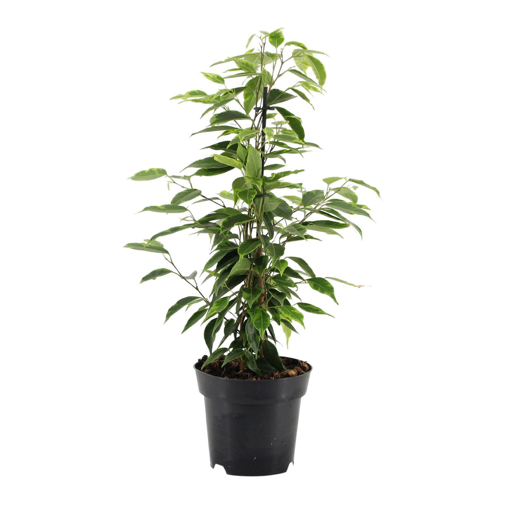 Birkenfeige (Ficus benjamina Anastasia) - Nachhaltige Zimmerpflanzen kaufen Botanicly Foto 2