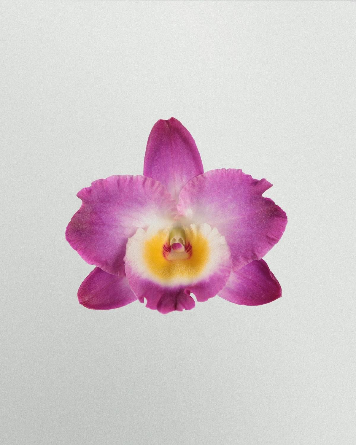 Basilia die Bambusorchidee Rosa Gelb-Topfpflanzen-Botanicly