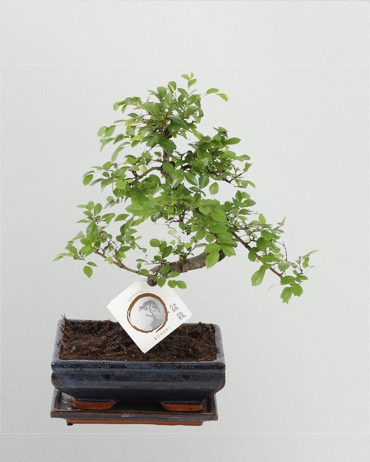 Beato der Bonsai Japanische Zelkove-Topfpflanzen-Botanicly