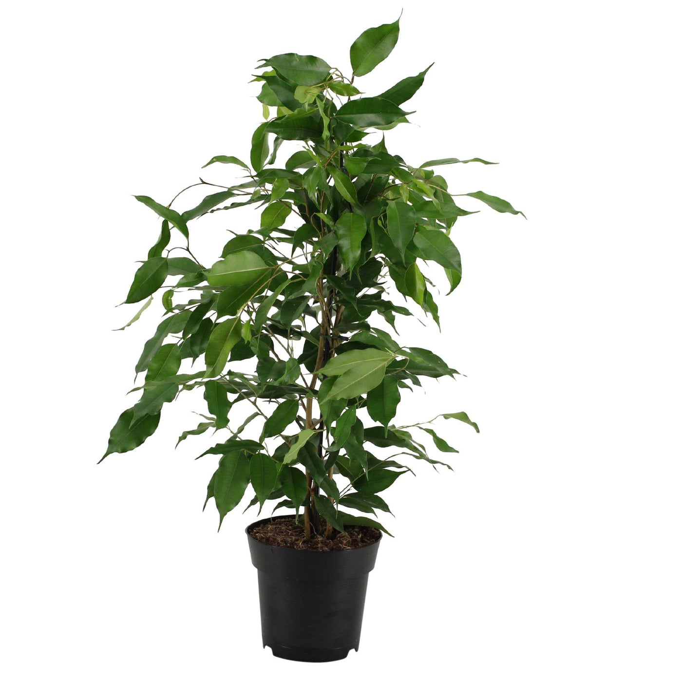 Birkenfeige (Ficus benjamina Danita) - Nachhaltige Zimmerpflanzen kaufen Botanicly Foto 2