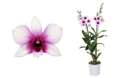 Bambus Orchidee (Dendrobium Sa-nook Polar Fire) - Nachhaltige Zimmerpflanzen kaufen Botanicly Foto 1