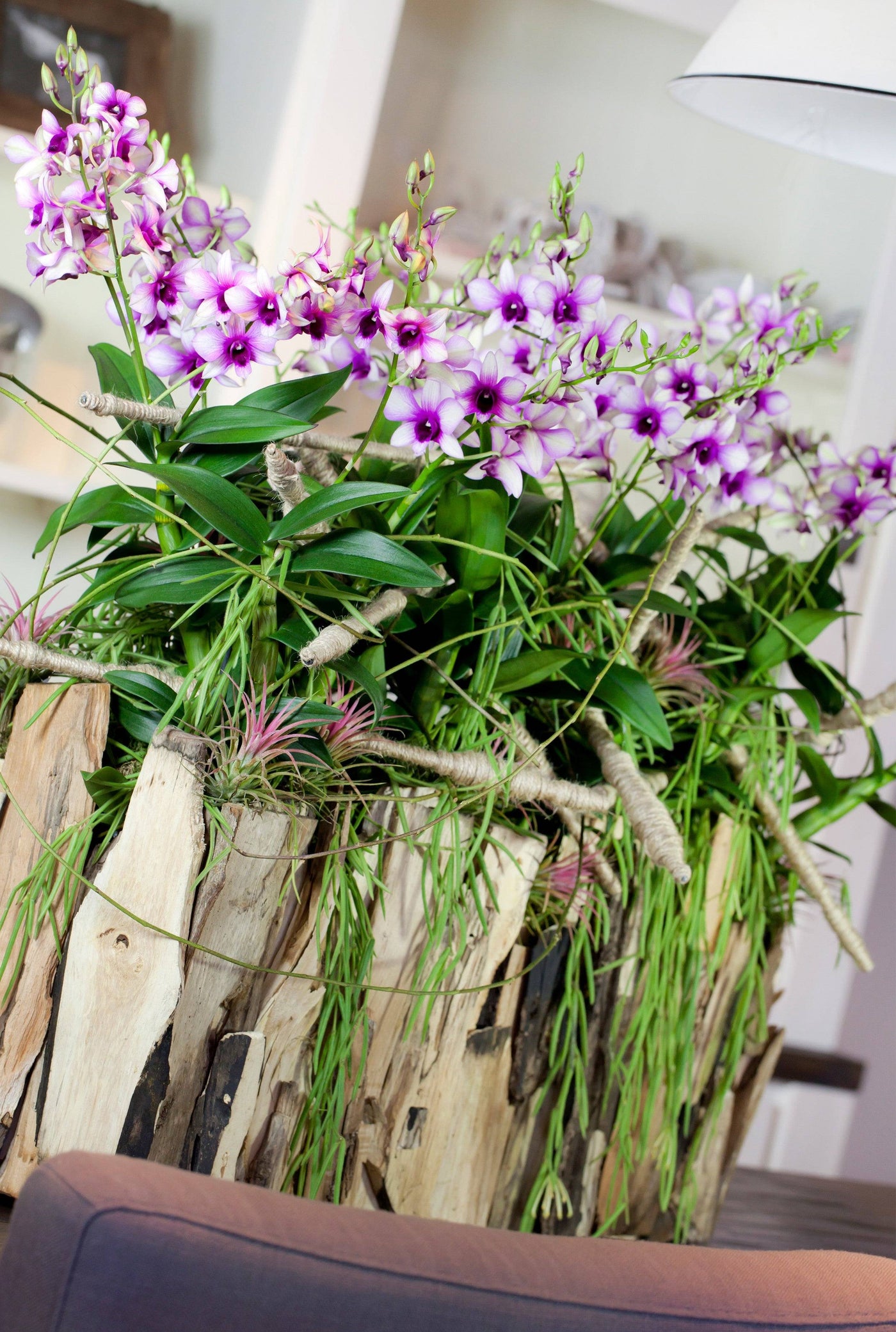 Bambus Orchidee (Dendrobium Sa-nook Polar Fire) - Nachhaltige Zimmerpflanzen kaufen Botanicly Foto 4