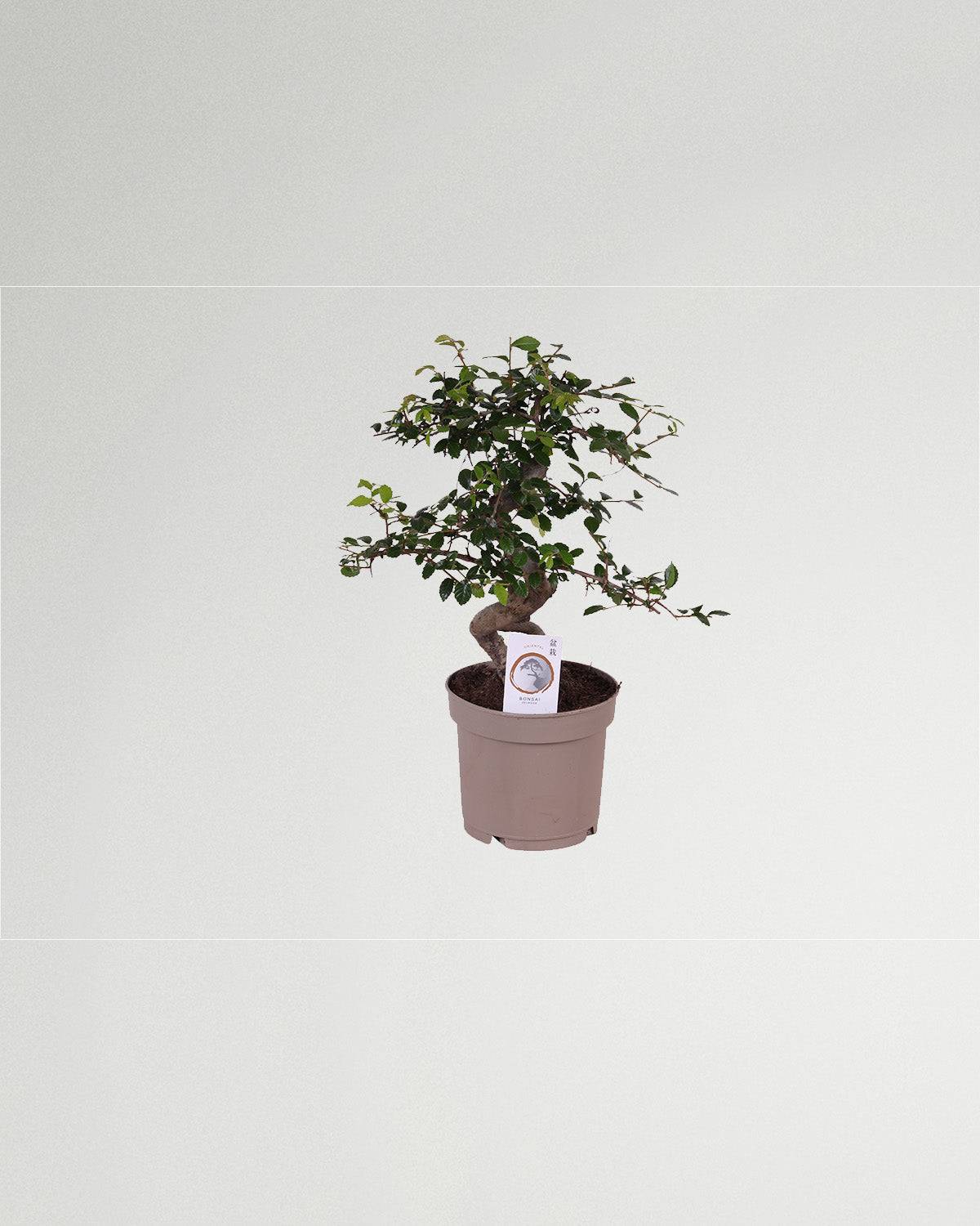 Betto der Bonsai Japanische Zelkove-Topfpflanzen-Botanicly