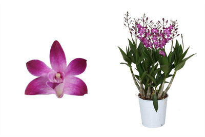 Bambus Orchidee (Dendrobium Berry Oda) - Nachhaltige Zimmerpflanzen kaufen Botanicly Foto 1