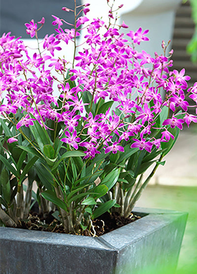 Bambus Orchidee (Dendrobium Berry Oda) - Nachhaltige Zimmerpflanzen kaufen Botanicly Foto 4