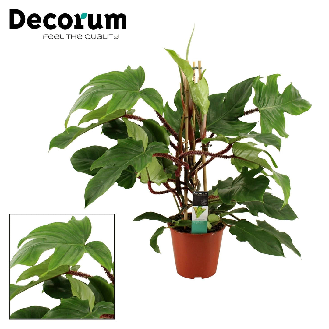Versand schneller - (Philodendron – Botanicly kaufen Squamiferum) Baumfreund