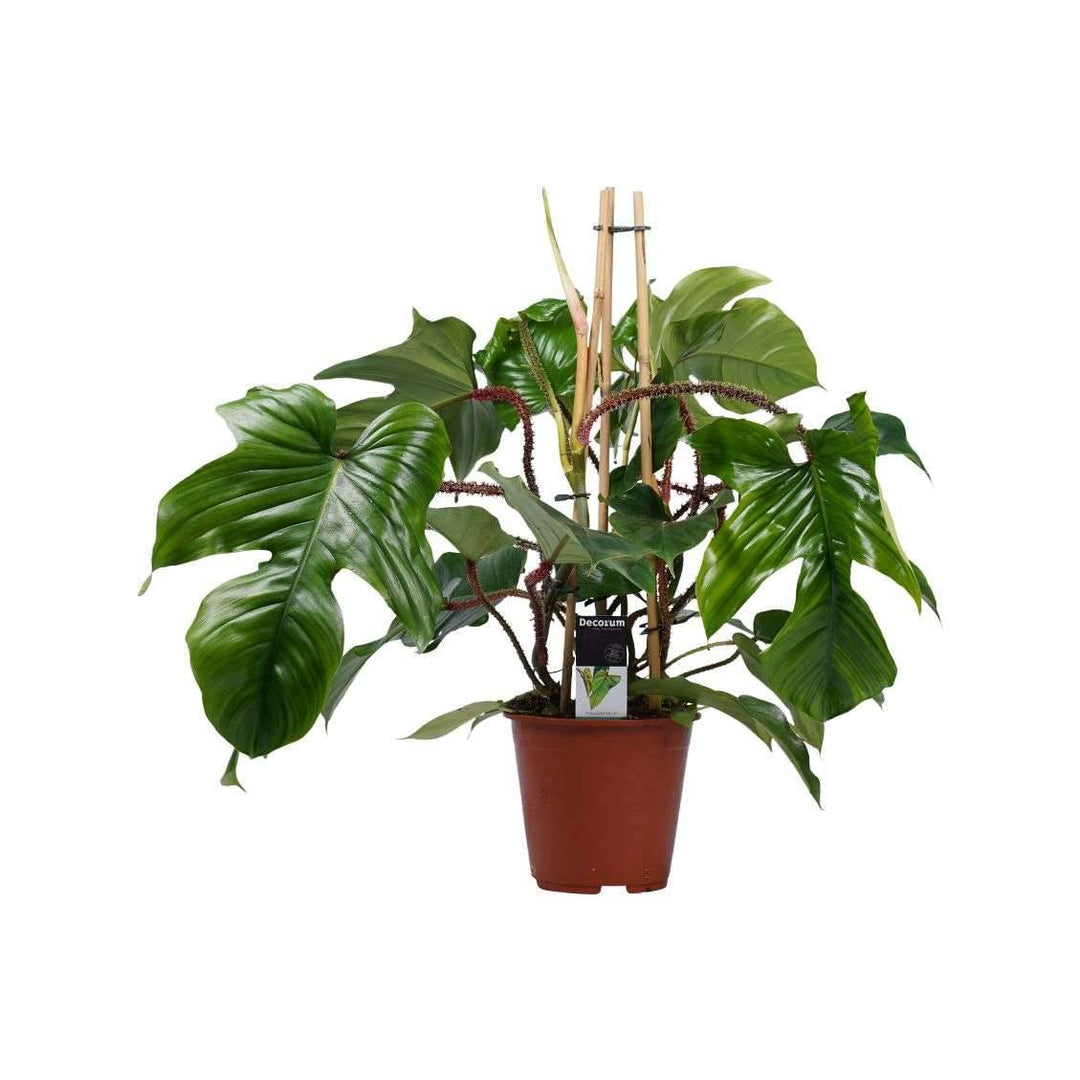 Baumfreund (Philodendron Squamiferum) kaufen - schneller Versand – Botanicly