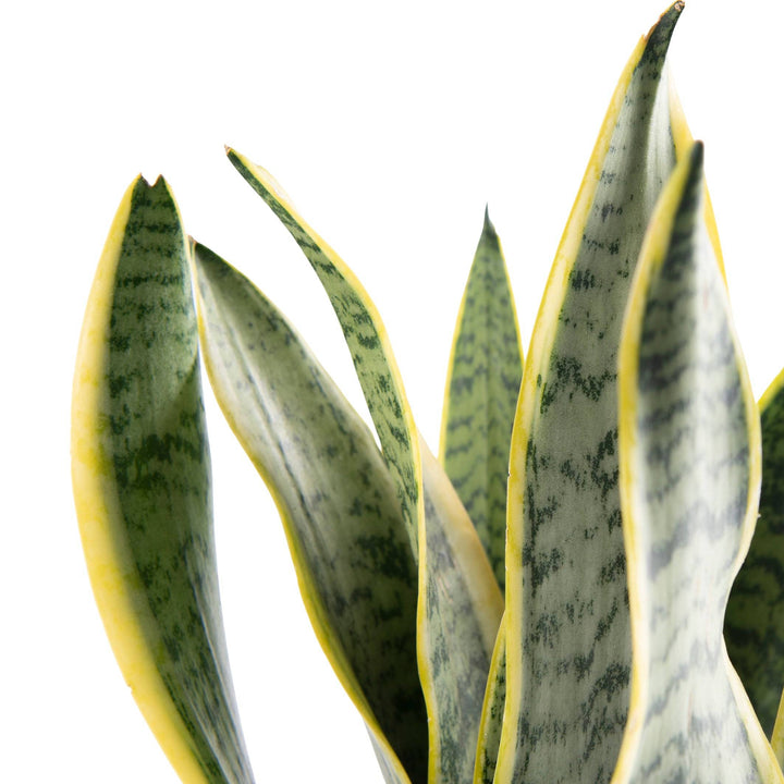 Bogenhanf (Sansevieria trifasciata Futura Superba) - Nachhaltige Zimmerpflanzen kaufen Botanicly Foto 9