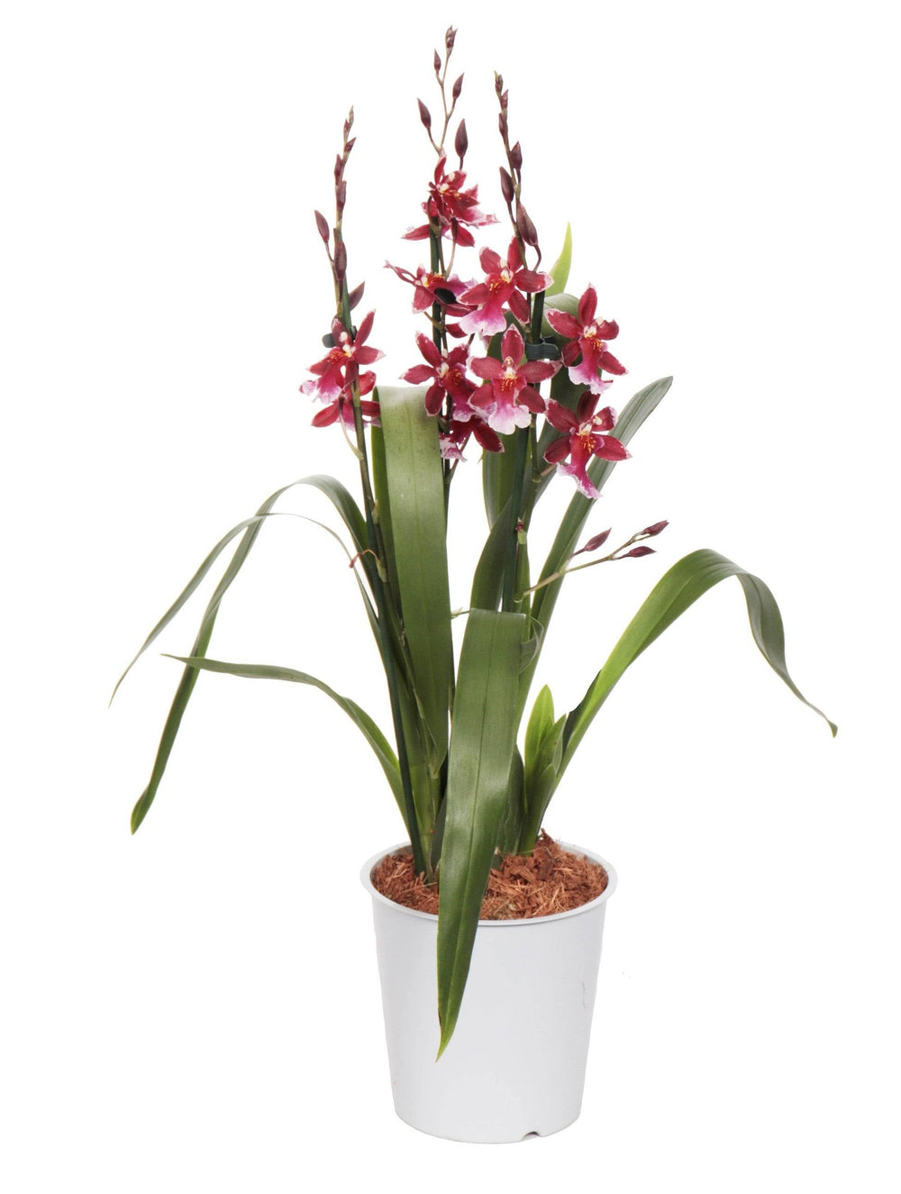Cambria-Orchidee (Cambria Barrocco Red) - Nachhaltige Zimmerpflanzen kaufen Botanicly Foto 2