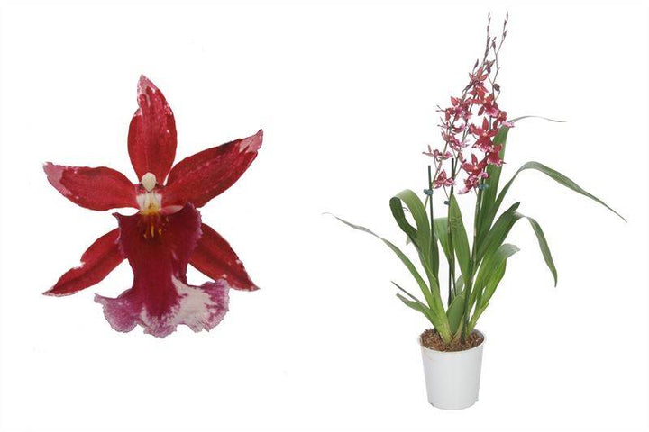 Cambria-Orchidee (Cambria Barrocco Red) - Nachhaltige Zimmerpflanzen kaufen Botanicly Foto 1