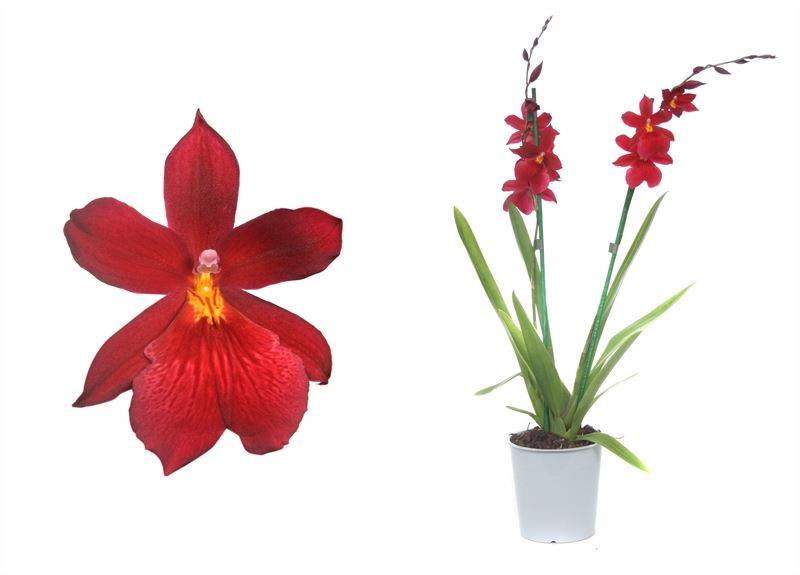 Cambria-Orchidee (Burrageara Cambria Nelly Red Velvet) - Nachhaltige Zimmerpflanzen kaufen Botanicly Foto 1