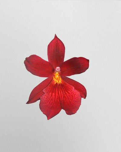 Chiara die Cambria-Orchidee-Topfpflanzen-Botanicly