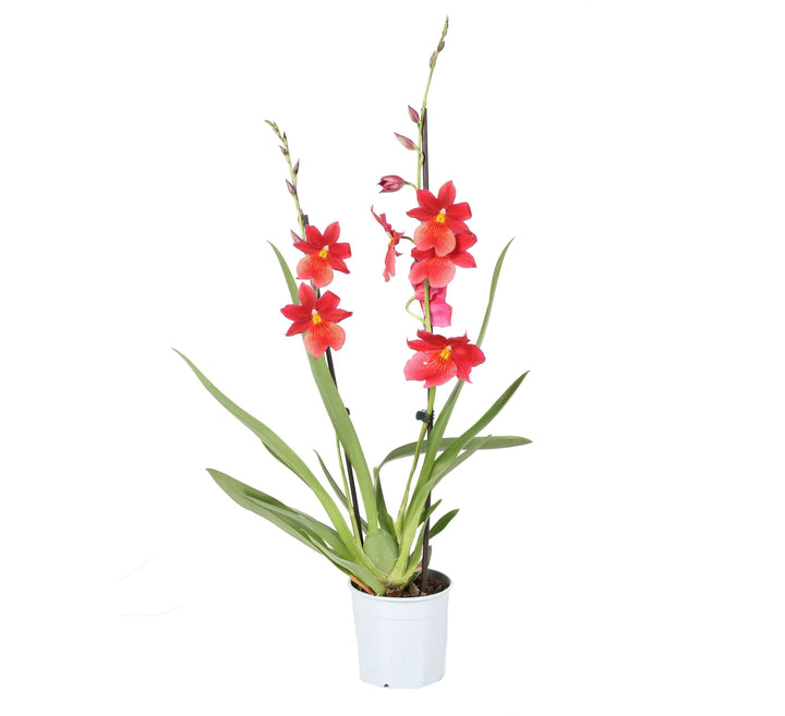 Cambria Orchidee (Cambria Burrageara Nelly Isler) - Nachhaltige Zimmerpflanzen kaufen Botanicly Foto 2