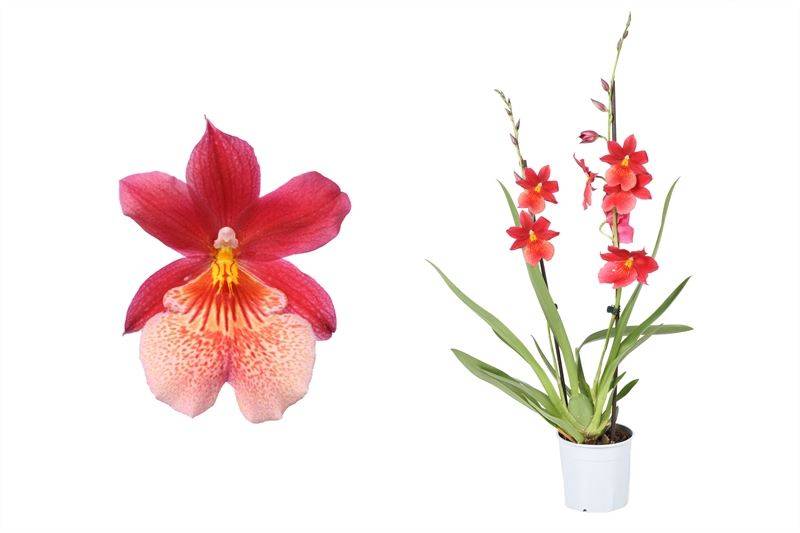 Cambria Orchidee (Cambria Burrageara Nelly Isler) - Nachhaltige Zimmerpflanzen kaufen Botanicly Foto 1