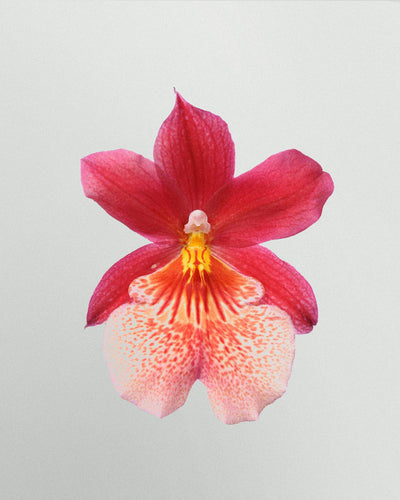 Christiane die Cambria Orchidee-Topfpflanzen-Botanicly