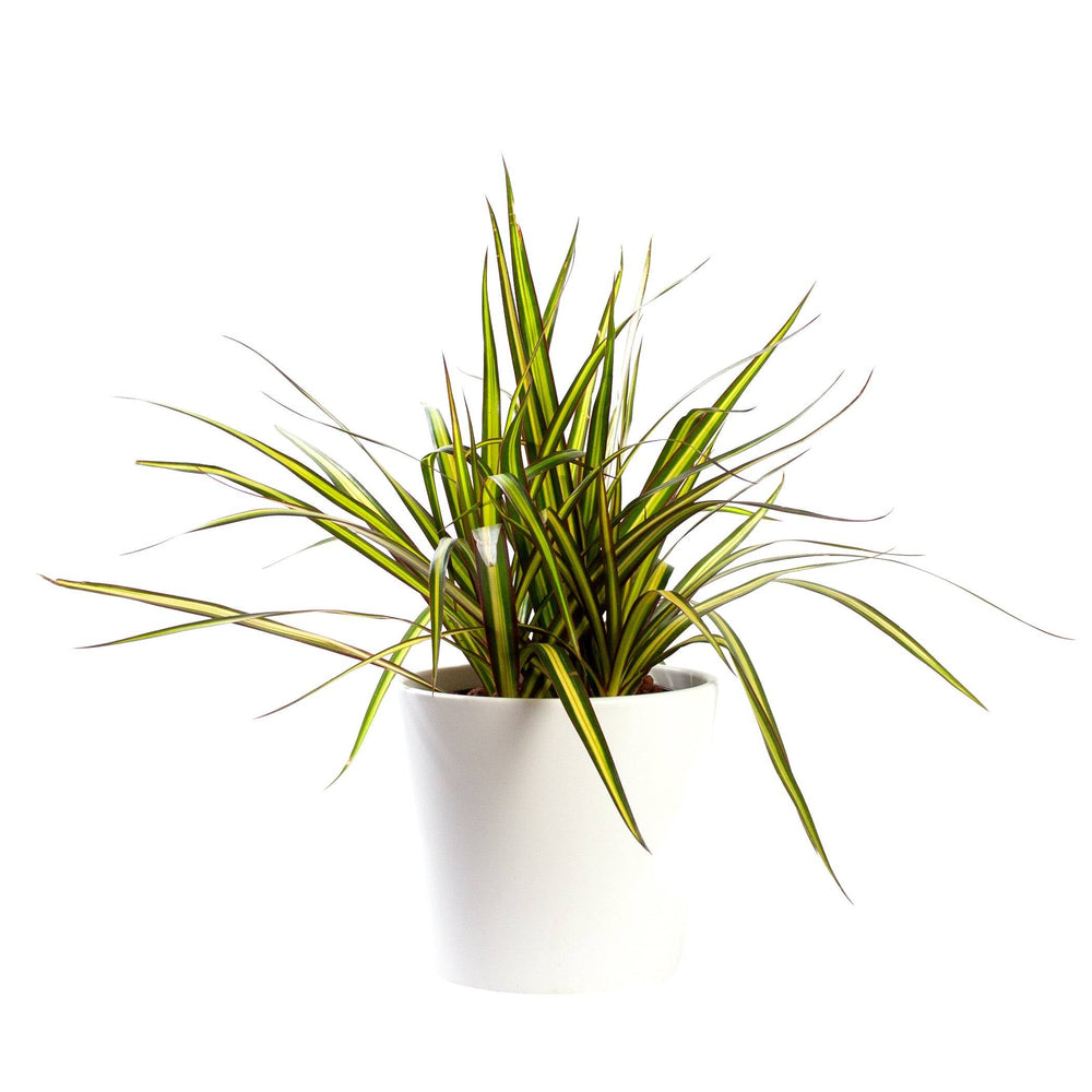 Drachenbaum (Dracaena surculosa) - Nachhaltige Zimmerpflanzen kaufen Botanicly Foto 2