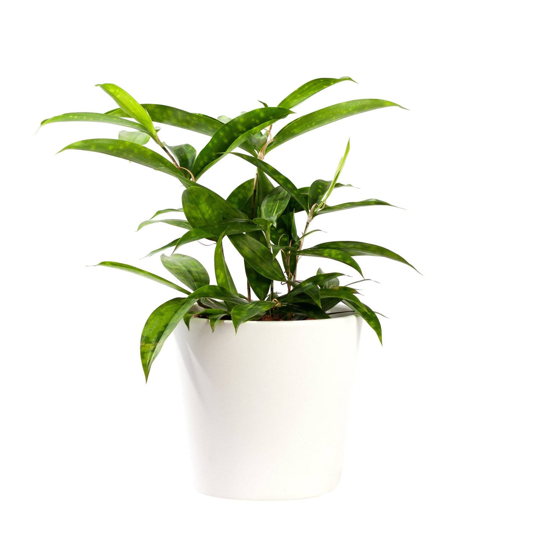 Drachenbaum (Dracaena surculosa) - Nachhaltige Zimmerpflanzen kaufen Botanicly Foto 4