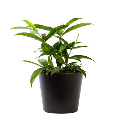 Drachenbaum (Dracaena surculosa) - Nachhaltige Zimmerpflanzen kaufen Botanicly Foto 2