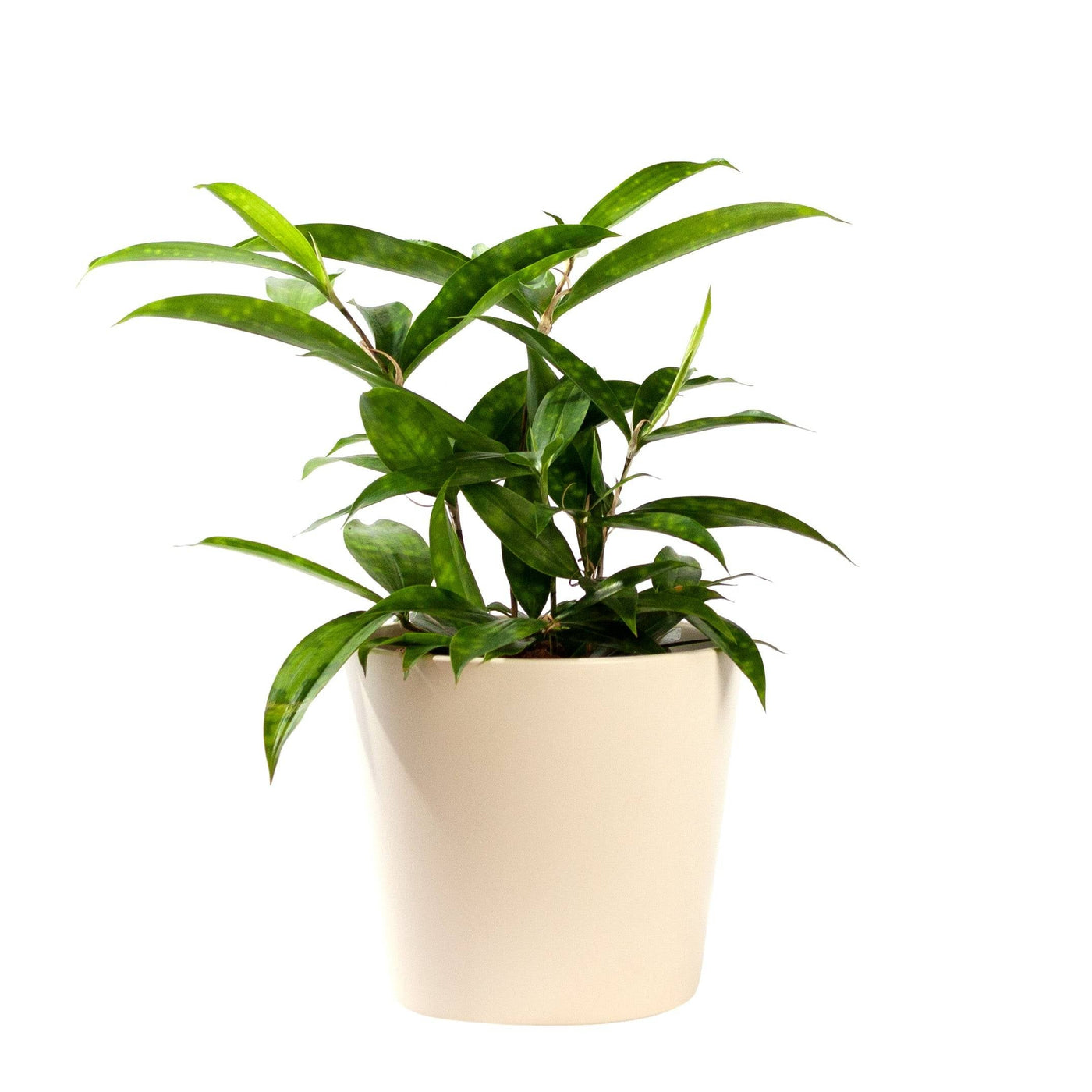 Drachenbaum (Dracaena surculosa) - Nachhaltige Zimmerpflanzen kaufen Botanicly Foto 3