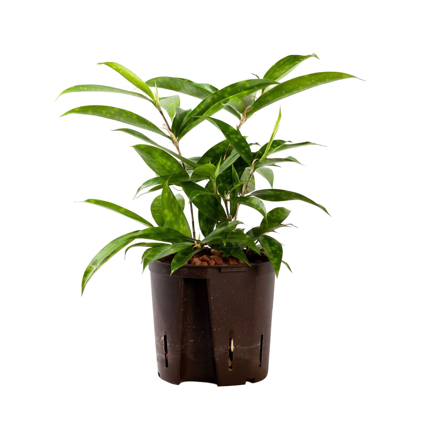 Drachenbaum (Dracaena surculosa) - Nachhaltige Zimmerpflanzen kaufen Botanicly Foto 1