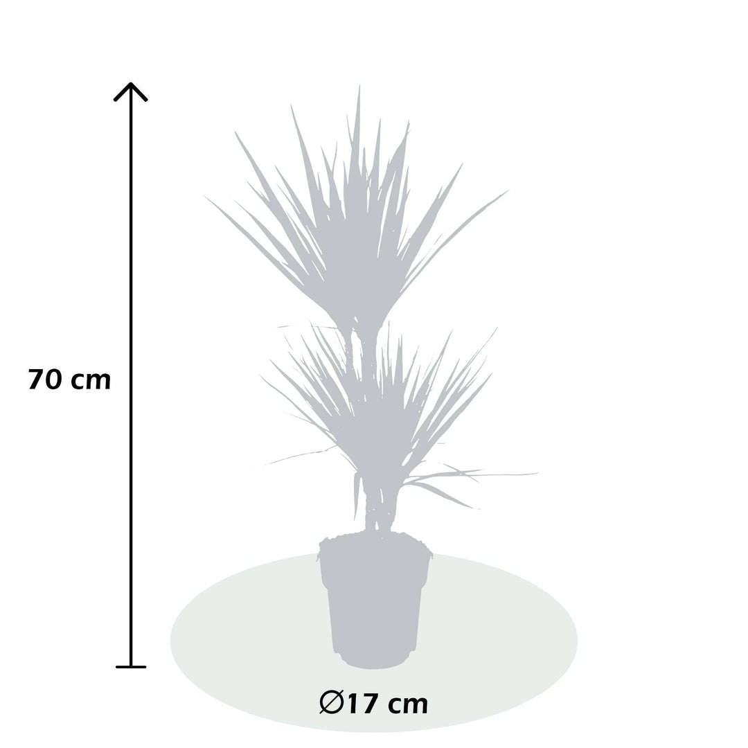 Drachenbaum (Dracaena Marginata Sunray) - Nachhaltige Zimmerpflanzen kaufen Botanicly Foto 4