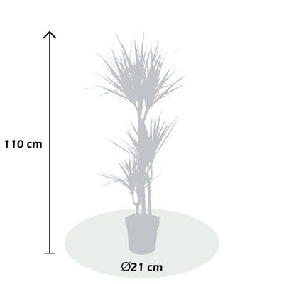 Drachenbaum (Dracaena Marginata) - Nachhaltige Zimmerpflanzen kaufen Botanicly Foto 5