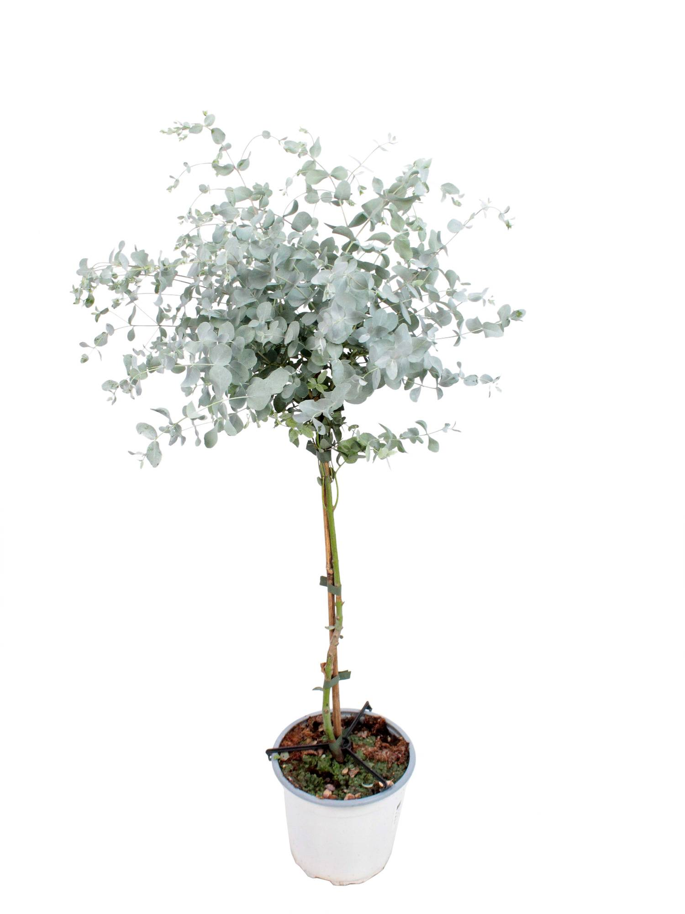 Eukalyptus (Eucalyptus gunnii) - Nachhaltige Zimmerpflanzen kaufen Botanicly Foto 1