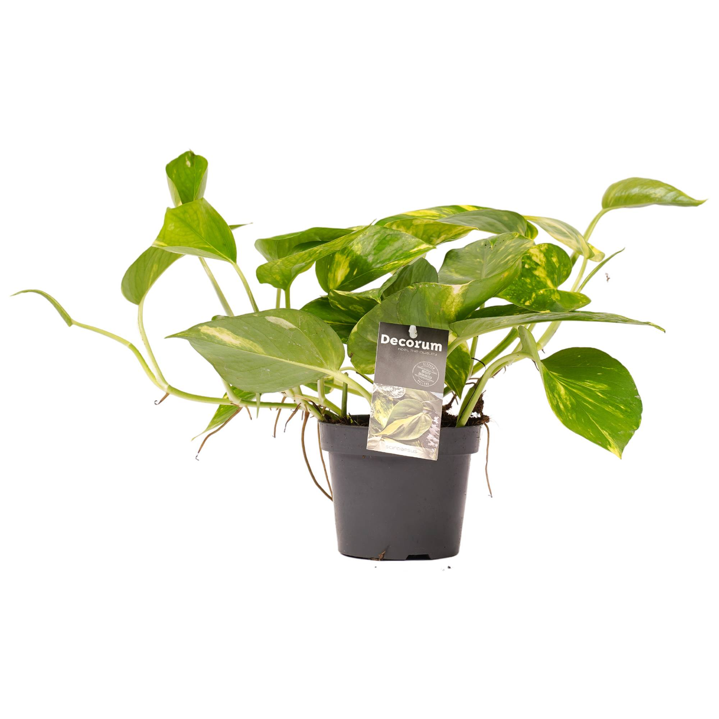 Efeutute (Epipremnum Pinnatum Aureum) - Nachhaltige Zimmerpflanzen kaufen Botanicly Foto 4