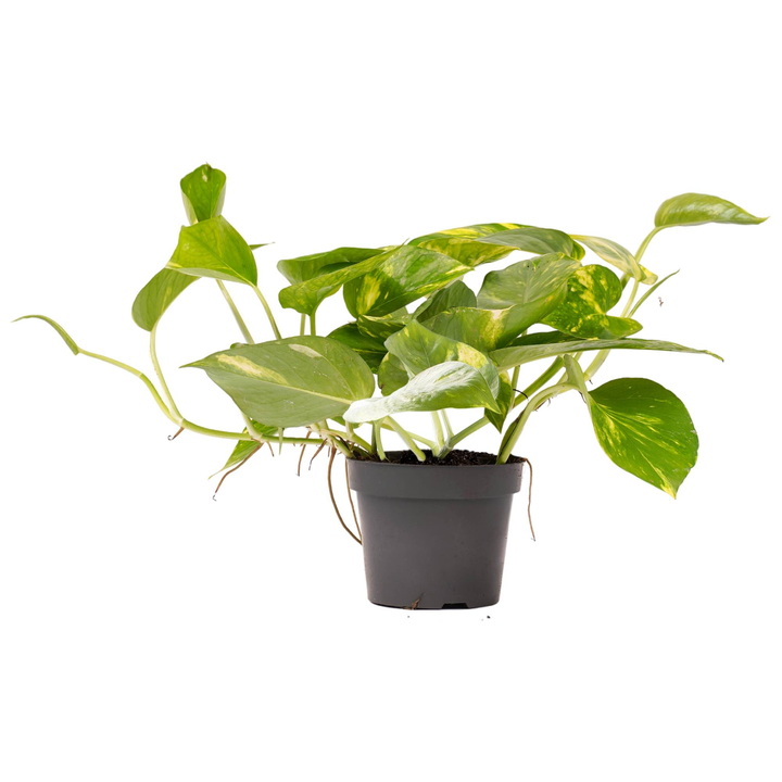 Efeutute (Epipremnum Pinnatum Aureum) - Nachhaltige Zimmerpflanzen kaufen Botanicly Foto 1
