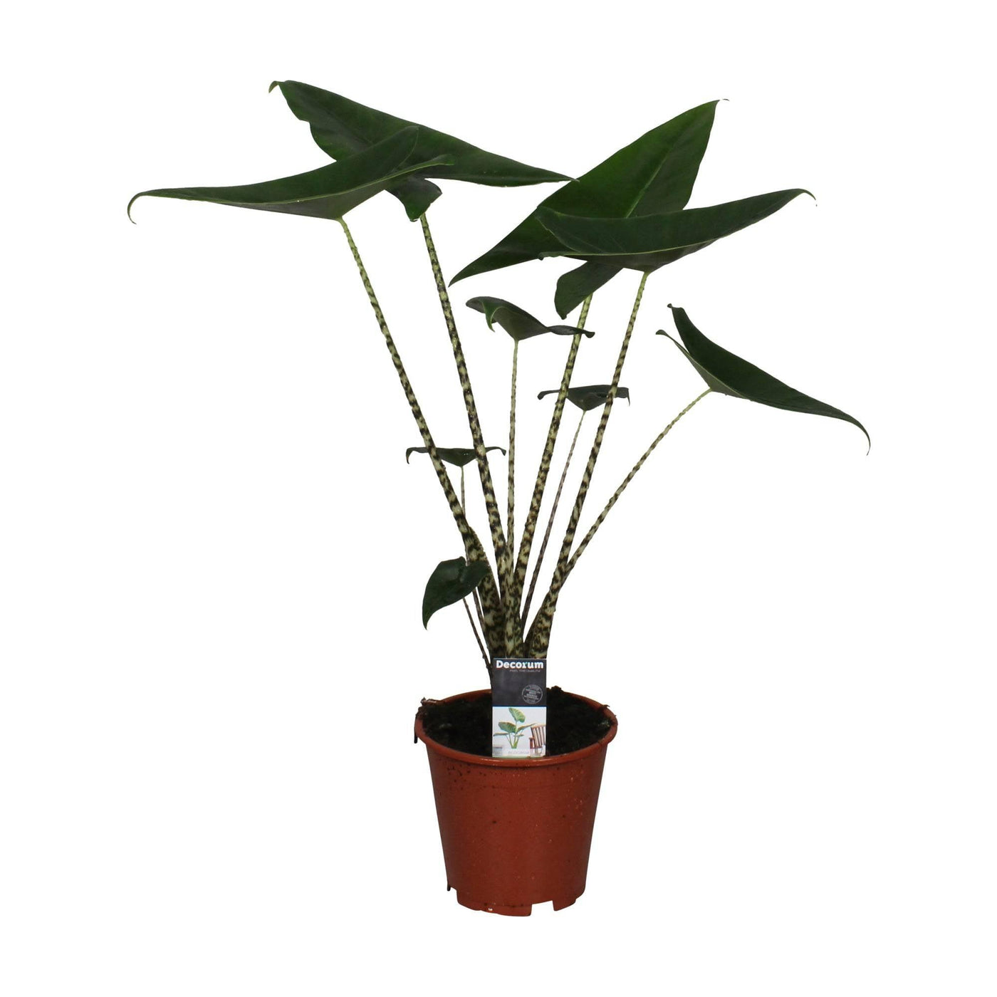 Elefantenohr (Alocasia Zebrina) - Nachhaltige Zimmerpflanzen kaufen Botanicly Foto 11