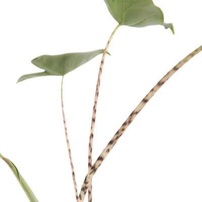 Elefantenohr (Alocasia Zebrina) - Nachhaltige Zimmerpflanzen kaufen Botanicly Foto 3