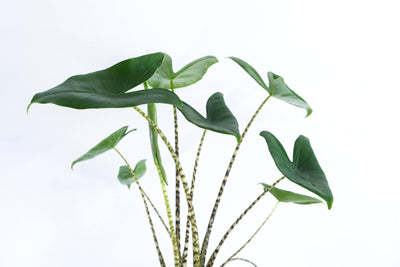 Elefantenohr (Alocasia Zebrina) - Nachhaltige Zimmerpflanzen kaufen Botanicly Foto 6