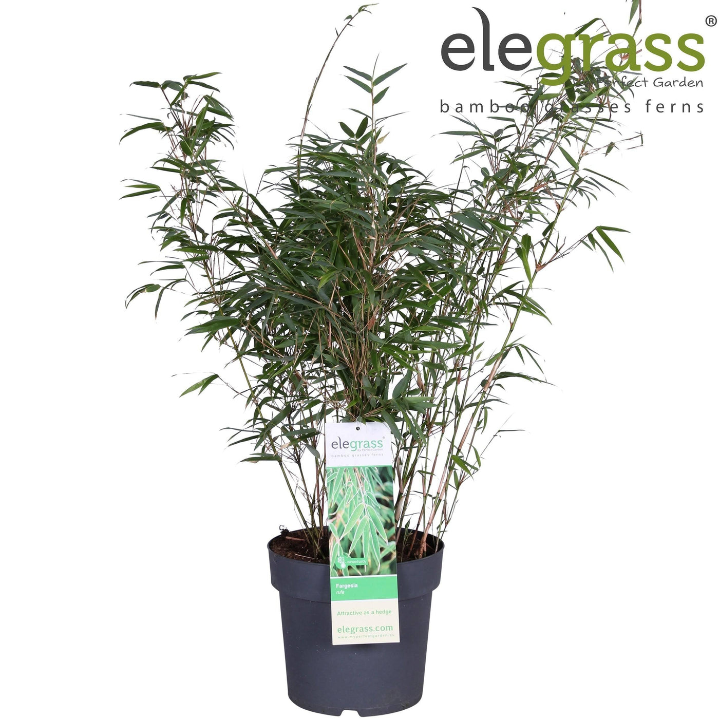 Fargesia Bambus (Fargesia rufa) - Nachhaltige Zimmerpflanzen kaufen Botanicly Foto 2