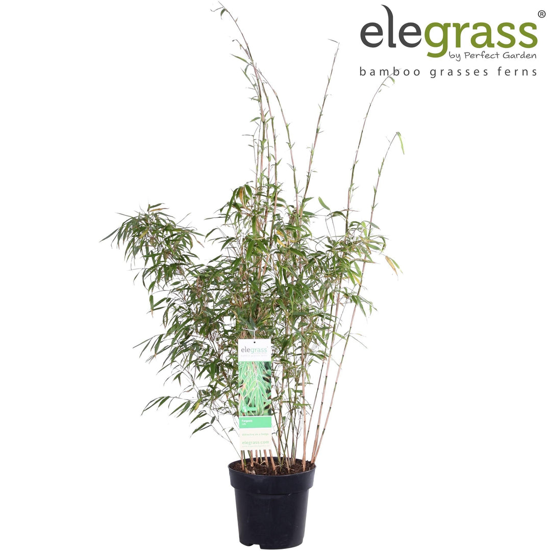 Fargesia Bambus (Fargesia rufa) - Nachhaltige Zimmerpflanzen kaufen Botanicly Foto 3