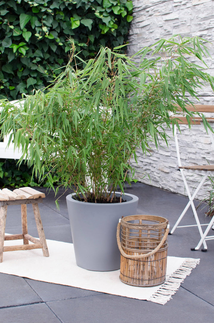 Fargesia Bambus (Fargesia rufa) - Nachhaltige Zimmerpflanzen kaufen Botanicly Foto 6