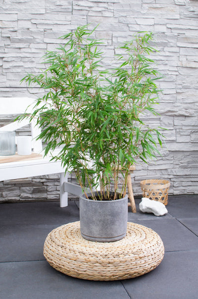 Fargesia Bambus (Fargesia rufa) - Nachhaltige Zimmerpflanzen kaufen Botanicly Foto 5