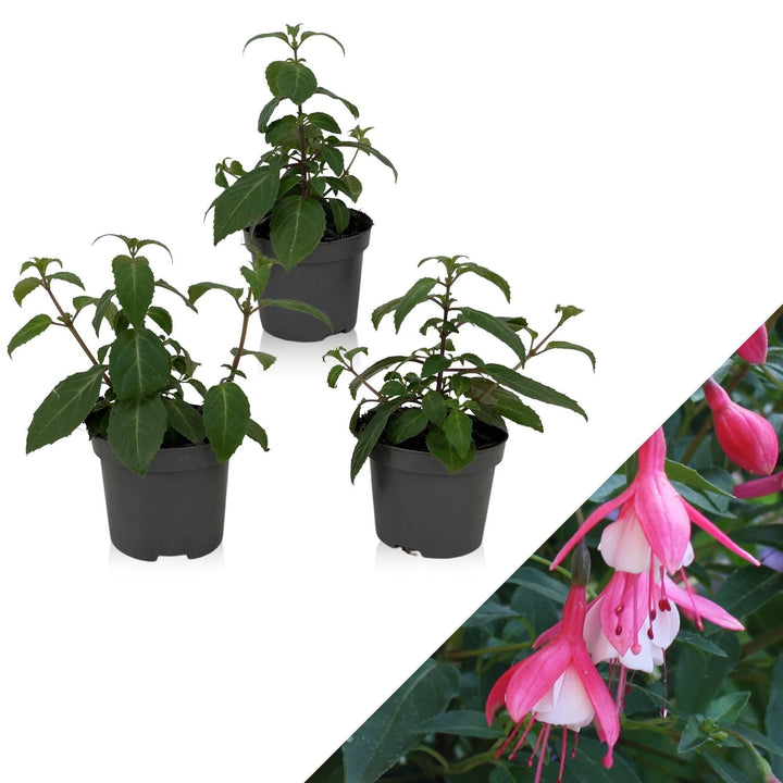 Fuchsie (Fuchsia Lady Thumb) - Nachhaltige Zimmerpflanzen kaufen Botanicly Foto 1