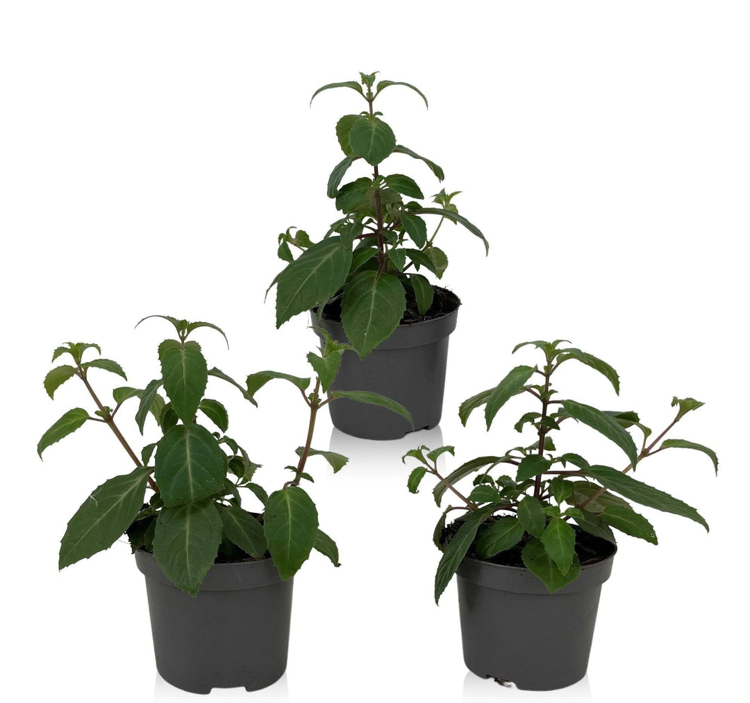 Fuchsie (Fuchsia Lady Thumb) - Nachhaltige Zimmerpflanzen kaufen Botanicly Foto 2