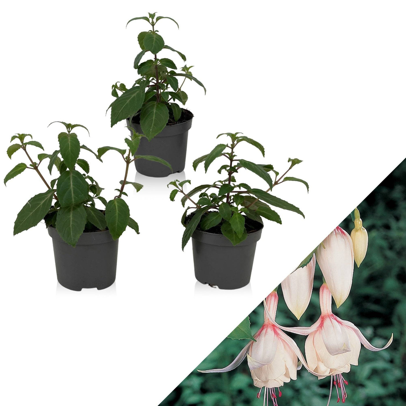Fuchsie (Fuchsia Annabel) - Nachhaltige Zimmerpflanzen kaufen Botanicly Foto 1