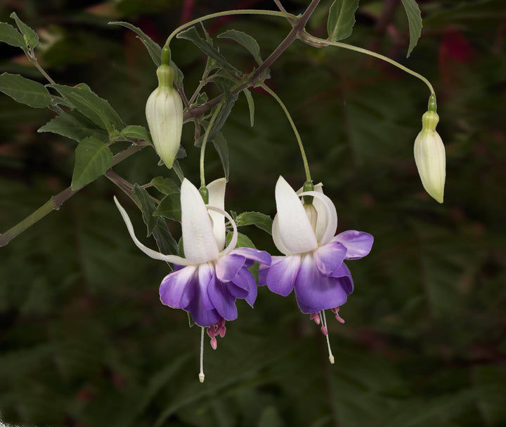 Fuchsie (Fuchsia Delta Sarah) - Nachhaltige Zimmerpflanzen kaufen Botanicly Foto 5