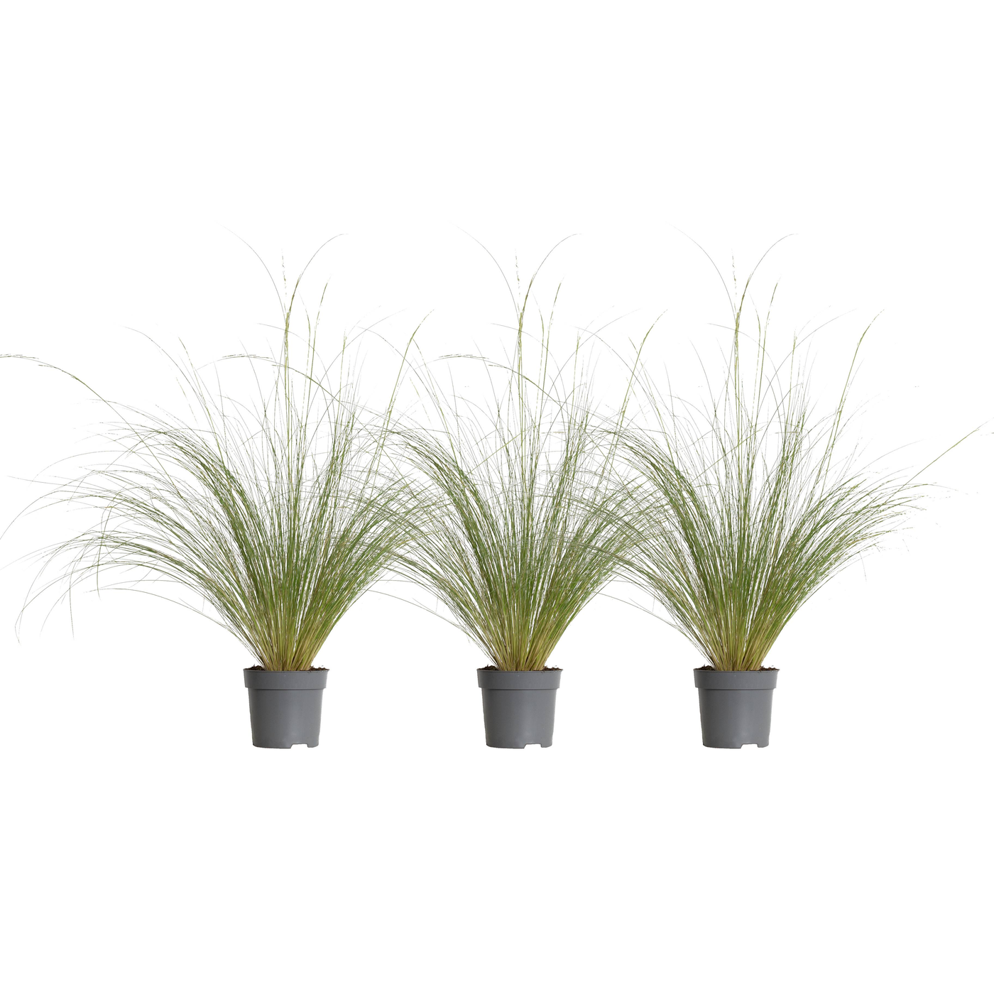 Federgras (Stipa Tenuissma Ponytails) - Nachhaltige Zimmerpflanzen kaufen Botanicly Foto 2