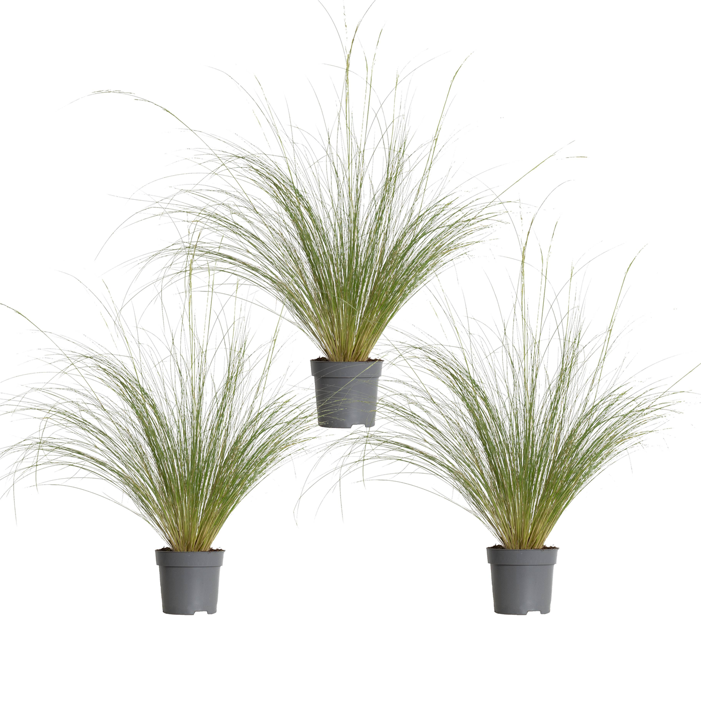 Federgras (Stipa Tenuissma Ponytails) - Nachhaltige Zimmerpflanzen kaufen Botanicly Foto 3