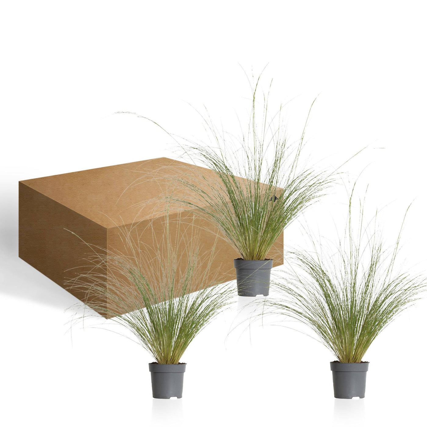 Federgras (Stipa Tenuissma Ponytails) - Nachhaltige Zimmerpflanzen kaufen Botanicly Foto 9