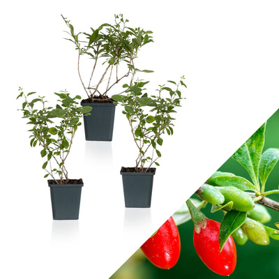 Gala die Gojibeere- 3 Pflanzen-Topfpflanzen-Botanicly