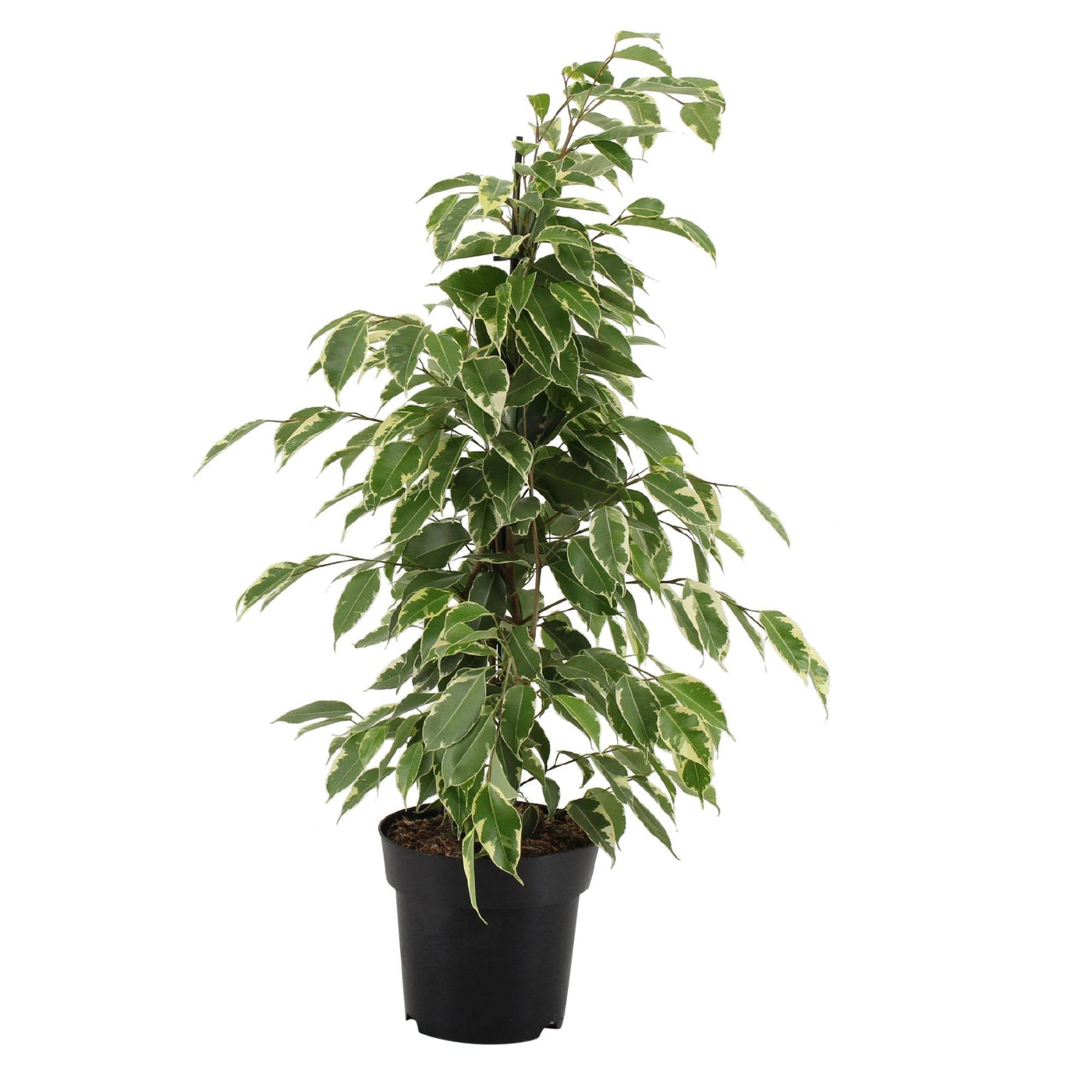 Gummibaum (Ficus benjamina Golden King) - Nachhaltige Zimmerpflanzen kaufen Botanicly Foto 2